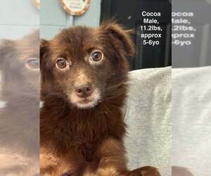Mutt Dogs for adoption in Westwood, NJ, USA