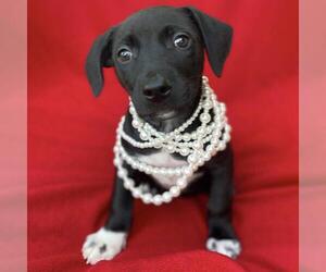 Labrador Retriever-Unknown Mix Dogs for adoption in San Diego, CA, USA