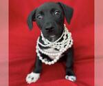 Small Labrador Retriever Mix