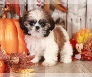 Shih Tzu Puppy for sale in MOUNT VERNON, OH, USA