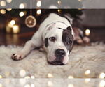 Small #2 American Pit Bull Terrier Mix