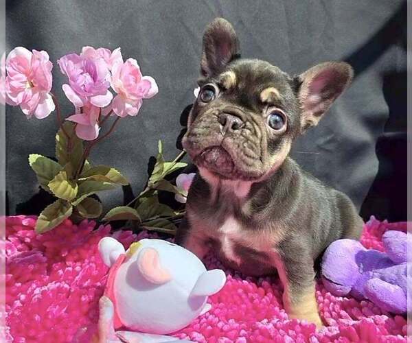 Medium Photo #1 French Bulldog Puppy For Sale in BOSTON, KY, USA