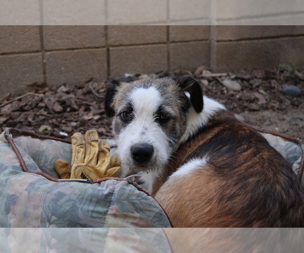 Medium Photo #6 Border-Aussie Puppy For Sale in CAMARILLO, CA, USA