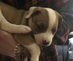 Small Photo #10 Australian Shepherd-Boxer Mix Puppy For Sale in LOUISVILLE, KY, USA