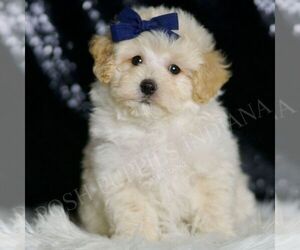 Maltipoo Puppy for sale in WARSAW, IN, USA