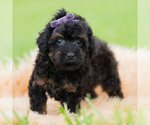 Small #1 Poodle (Miniature)