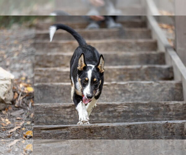 Medium Photo #4 Australian Shepherd Puppy For Sale in Paso Robles, CA, USA