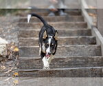 Small Photo #4 Australian Shepherd Puppy For Sale in Paso Robles, CA, USA
