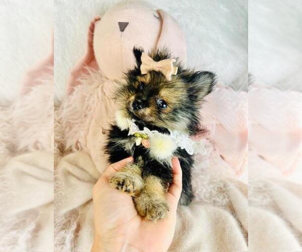 Medium Photo #5 Pomeranian Puppy For Sale in MIAMI, FL, USA