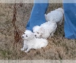 Small Photo #2 Maltese Puppy For Sale in ROSWELL, GA, USA