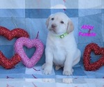 Puppy Abby Labrador Retriever