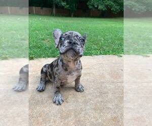 French Bulldog Puppy for sale in NEWNAN, GA, USA