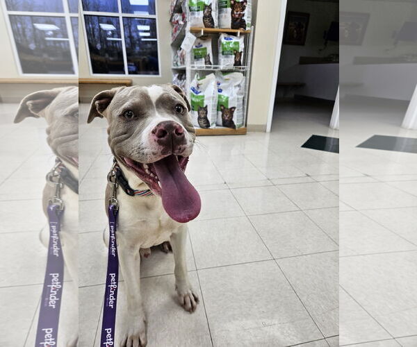 Medium Photo #2 American Pit Bull Terrier-Unknown Mix Puppy For Sale in Thomasville, NC, USA