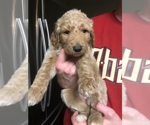 Goldendoodle Puppy for sale in NEDERLAND, TX, USA