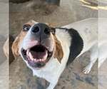 Small #10 English Coonhound-Harrier Mix