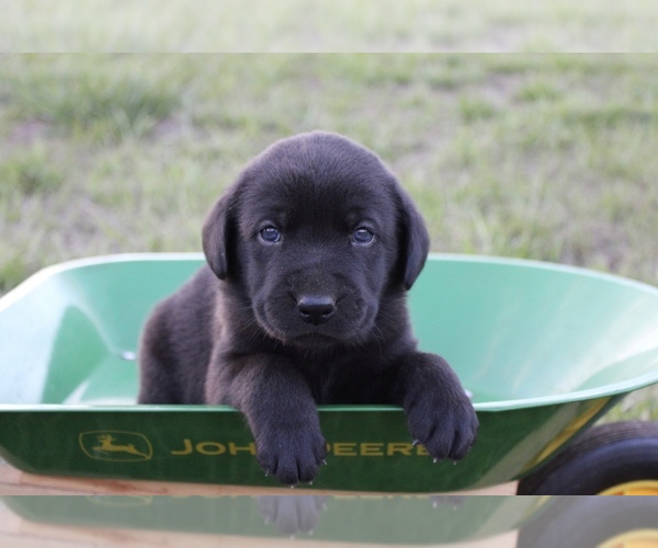 Medium Photo #1 Labrador Retriever Puppy For Sale in RUTHERFORDTON, NC, USA
