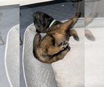 Small #37 Belgian Malinois