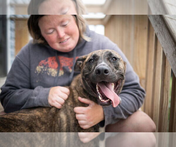 Medium Photo #10 American Pit Bull Terrier-German Shepherd Dog Mix Puppy For Sale in Utica, NY, USA
