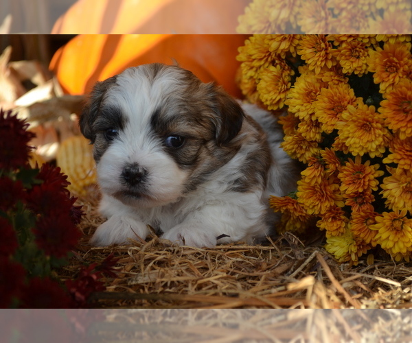 Medium Photo #9 Mal-Shi Puppy For Sale in GREENWOOD, WI, USA