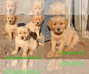 Golden Retriever Puppy for sale in WAKE FOREST, NC, USA