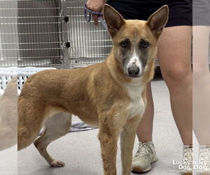 Mutt Dogs for adoption in Washington, DC, USA