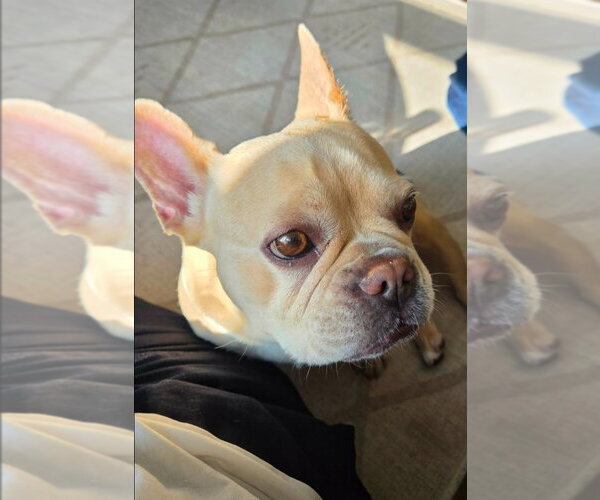 Medium Photo #3 French Bulldog Puppy For Sale in Brights Grove, Ontario, Canada