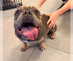 Bulldog-Unknown Mix Dogs for adoption in Rancho Cucamonga, CA, USA