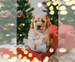 Puppy Bows Goldendoodle