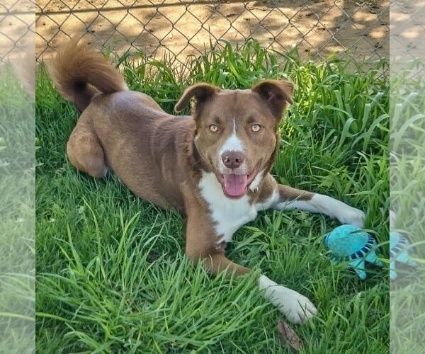 Medium Photo #7 Chocolate Labrador retriever-Siberian Husky Mix Puppy For Sale in Huntley, IL, USA