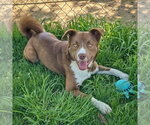 Small #6 Chocolate Labrador retriever-Siberian Husky Mix
