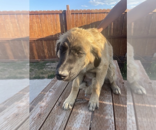 Medium Photo #2 Kangal Dog-Leonberger Mix Puppy For Sale in DILLON, MT, USA
