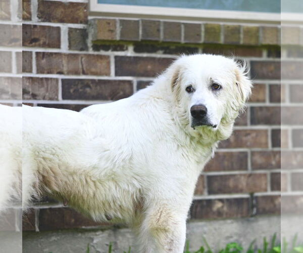 Medium Photo #3 Great Pyrenees Puppy For Sale in Spring, TX, USA