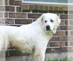 Small #2 Great Pyrenees