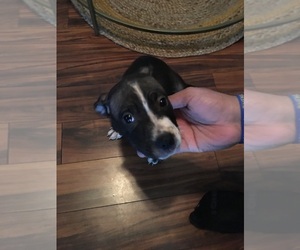 American Staffordshire Terrier Puppy for sale in LEARY, GA, USA