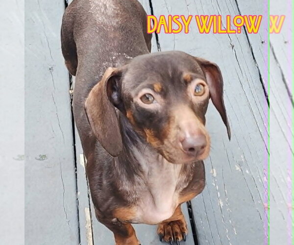 Medium Photo #10 Dachshund Puppy For Sale in San Antonio, TX, USA