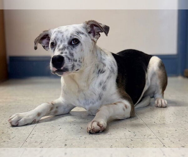 Medium Photo #1 Mutt Puppy For Sale in Raleigh, NC, USA