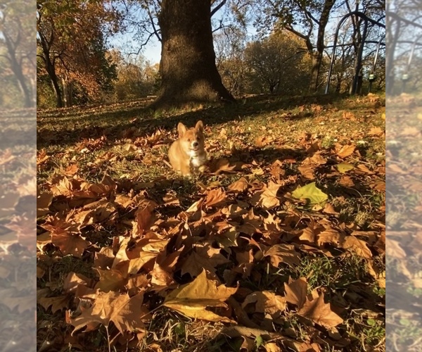 Medium Photo #5 Pembroke Welsh Corgi Puppy For Sale in INDEPENDENCE, MO, USA