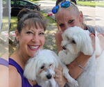 Small #4 Maltese