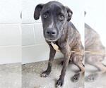 Small #1 American Pit Bull Terrier Mix