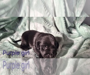 Medium Labrador Retriever