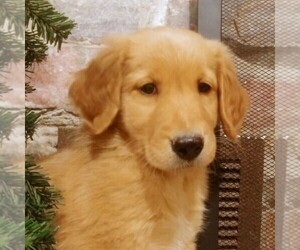 Golden Retriever-Goldendoodle Mix Puppy for sale in CANON CITY, CO, USA