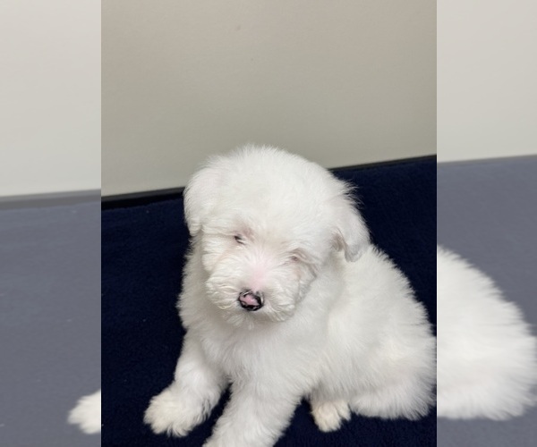 Medium Photo #2 Pom-A-Poo Puppy For Sale in OWINGS, MD, USA