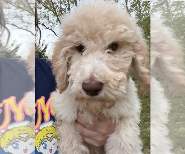 Medium Photo #6 Poodle (Standard) Puppy For Sale in STONEVILLE, NC, USA