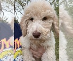 Puppy Cream male Poodle (Standard)