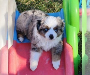 Pom-Shi Puppy for sale in RENSSELAER, IN, USA