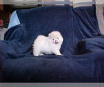 Small #3 Pomeranian