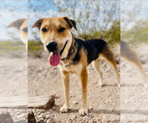 Mutt Dogs for adoption in Williamsburg, NM, USA