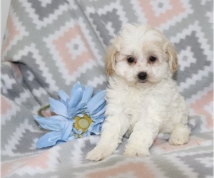 Maltipoo (Miniature) Puppy for sale in MYRTLE BEACH, SC, USA