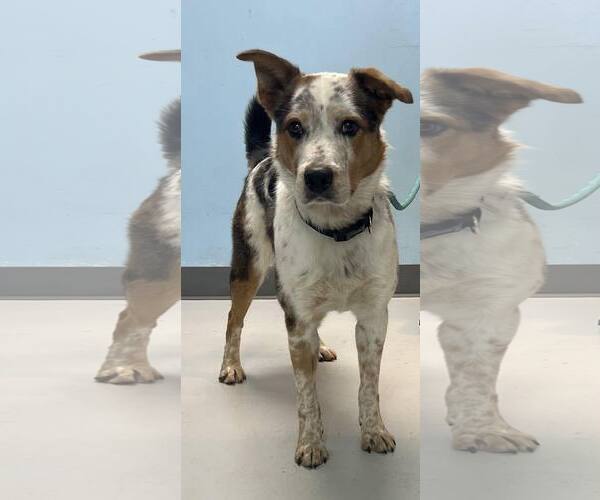 Medium Photo #1 Mutt Puppy For Sale in Pryor, OK, USA