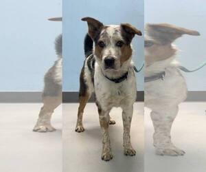 Mutt Dogs for adoption in Pryor, OK, USA